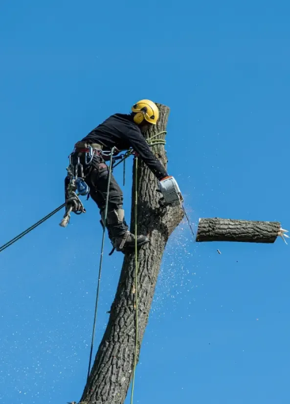 About Sidden Tree Service