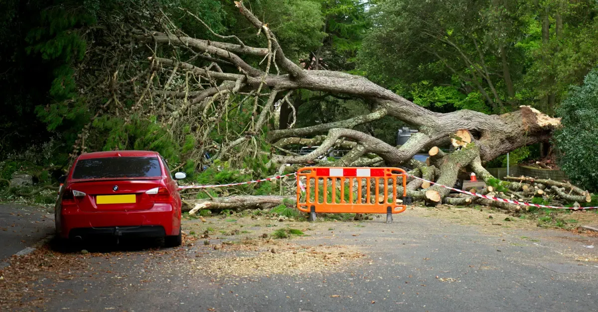 Adams Valley Tree Service: 24/7 Emergency Service