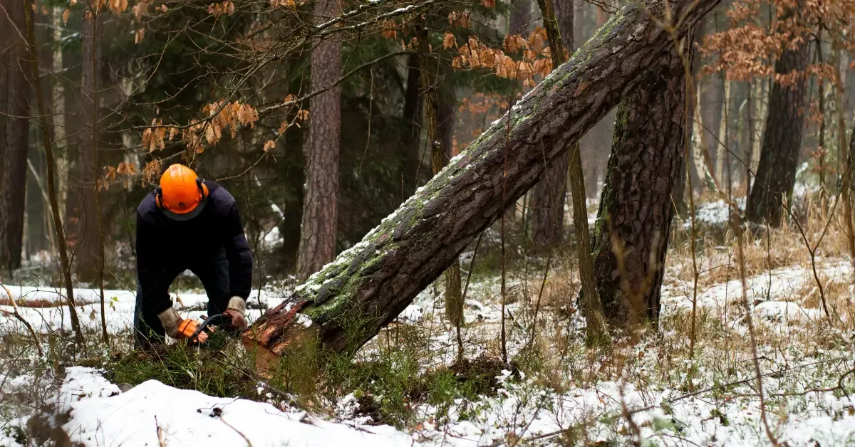 Adams Valley Tree Service: Tree Removal